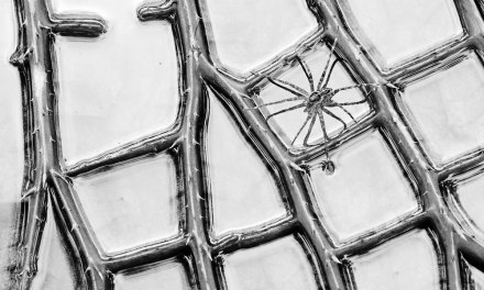 35 Beautiful Winning Photos Of The International Garden Photographer Of The Year 2023