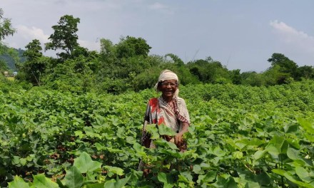 Kerala forms organic farming mission to boost climate-smart farm practices