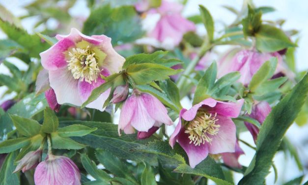 17 Winter Flowers That Thrive During the Coldest Months of the Year