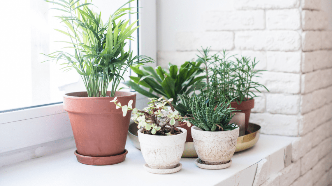 Why You Shouldn’t Fertilize Your Houseplants During the Winter