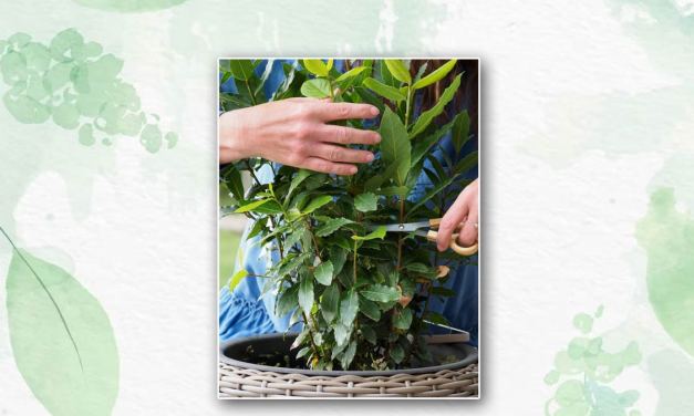 Into The Bloom: How To Grow Tej Patta Or Bay Leaf Plant At Home