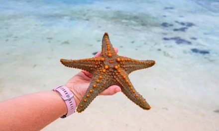 Scientists finally solved the centuries-long mystery of where a starfish’s head is