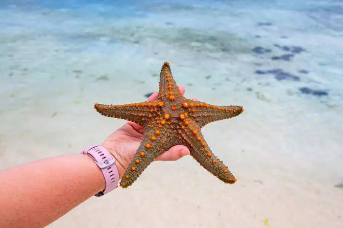 Scientists finally solved the centuries-long mystery of where a starfish's head is 1 Scientists finally solved the centuries-long mystery of where a starfish's head is 1