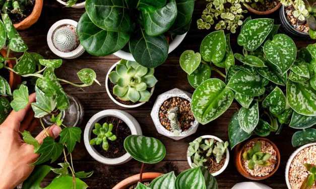 5 Ornamental Plants That Will Transform Your Home Garden Into A Paradise
