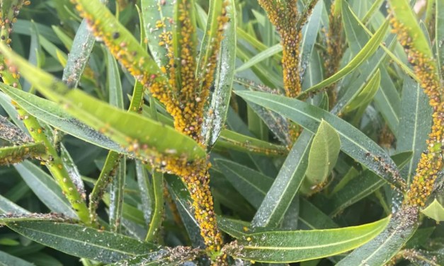 GARDENER PLEADS FOR ADVICE AFTER DISCOVERING PLANT-KILLING MENACE: ‘[I] DON’T WANT MY OTHER PLANTS AFFECTED’