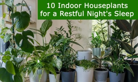 10 Indoor Houseplants for a Restful Night’s Sleep