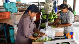 India aims at $1 billion fresh banana exports in next 5 years 1 India aims at $1 billion fresh banana exports in next 5 years 1