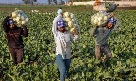 COP28: In a first, declaration puts focus on reforming global food systems, but India keeps away