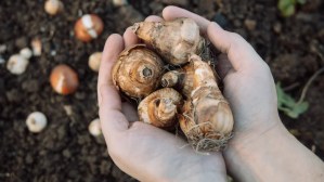 The Fertilizer Mistake That Can Spell Doom For Your Daffodils 3