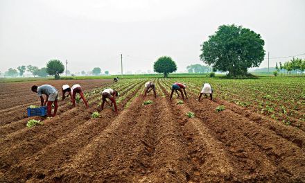 The toxic soil of GDP-driven growth