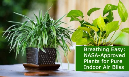 Breathing Easy: NASA-Approved Plants for Pure Indoor Air Bliss