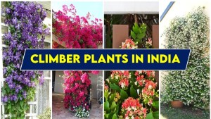 Climber Plants in India: Explore 6 Fascinating Ways to Grow 1 Climber Plants in India: Explore 6 Fascinating Ways to Grow 1