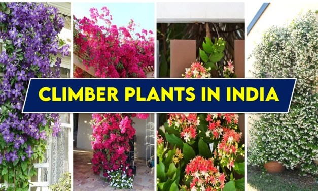 Climber Plants in India: Explore 6 Fascinating Ways to Grow