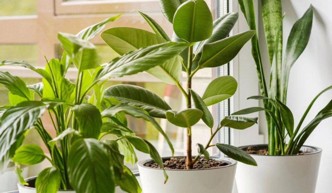 Choosing Feng Shui plants for home purification