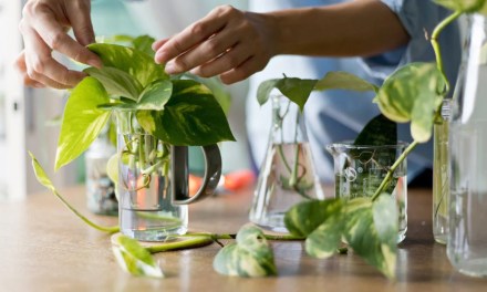 How to grow and care for water plants at home?