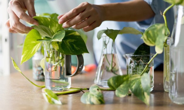 How to grow and care for water plants at home?