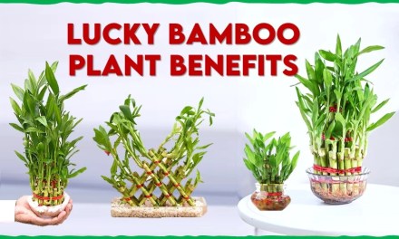 Lucky Bamboo Plant Benefits