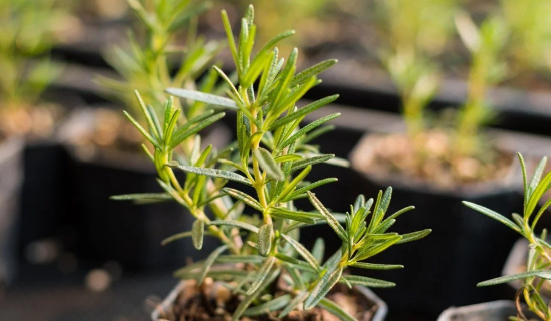 Mosquito repellent plants in India