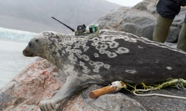 Scientists Discover “Special” New Seal Species in the Arctic