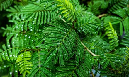 How to grow and care for Shami tree?