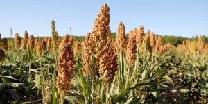 Can an Overlooked Millet Make Large Parts of India Sugar-Producing Regions? 1