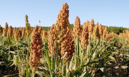 Can an Overlooked Millet Make Large Parts of India Sugar-Producing Regions?