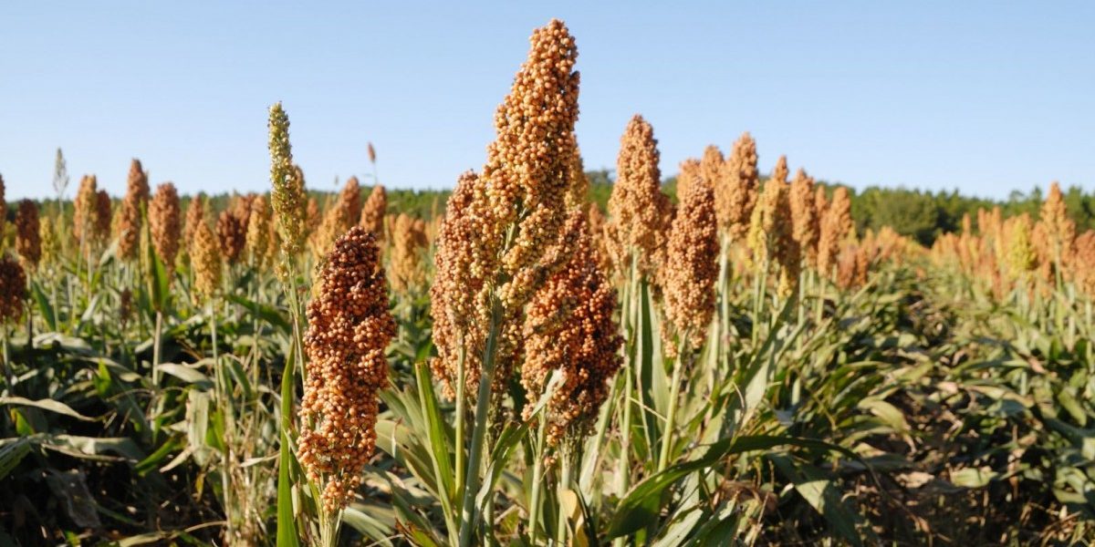 Can an Overlooked Millet Make Large Parts of India Sugar-Producing Regions?