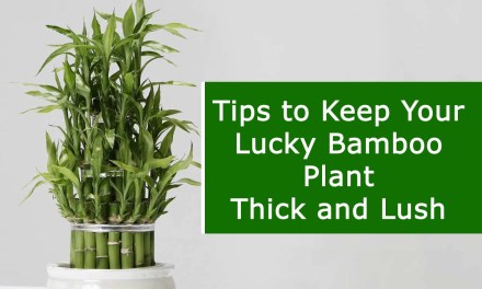 Tips to Keep Your Lucky Bamboo Plant Thick and Lush