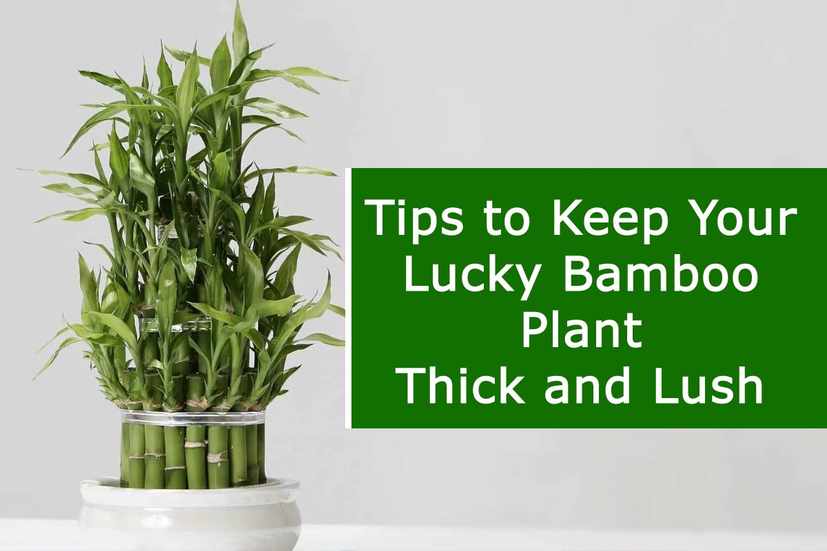 Tips to Keep Your Lucky Bamboo Plant Thick and Lush 1