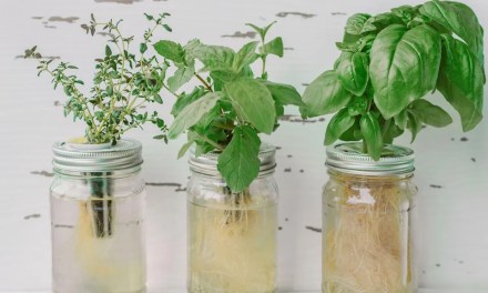 How to grow plants in water – cultivate all year round with these simple techniques