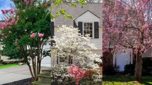 9 of the best trees to plant close to a house – and which ones to avoid 1