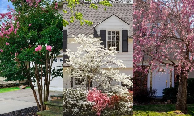 9 of the best trees to plant close to a house – and which ones to avoid