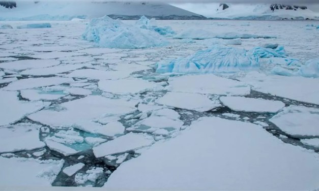 Octopus DNA Reveals Arctic Ice Sheet Could Collapse Sooner Than Expected