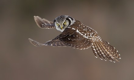 Photographer Axel Hildebrandt Captures Incredible Bird Photos In Action