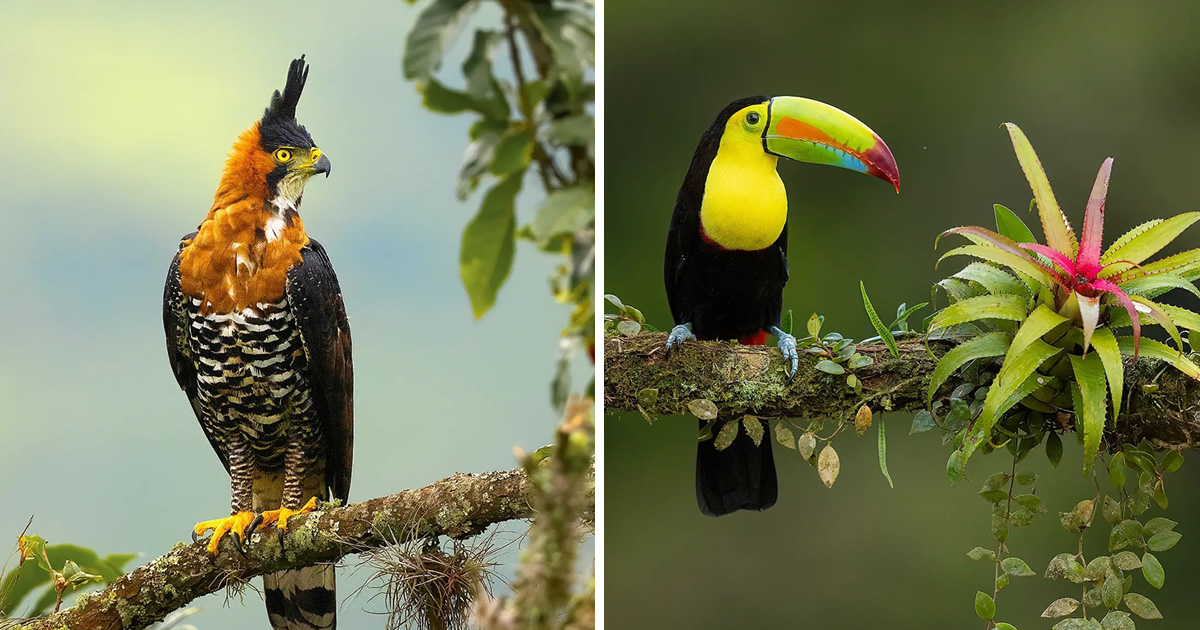 Wildlife Photographer Supreet Sahoo Captures Splendid Bird Photographs In Costa Rica & Other Places