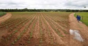 Zimbabwe forecasts huge grain deficit amid El Nino-induced drought 1 Zimbabwe forecasts huge grain deficit amid El Nino-induced drought 1
