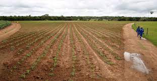 Zimbabwe forecasts huge grain deficit amid El Nino-induced drought