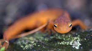 Endangered species list grows by 2,000. Climate change is part of the problem