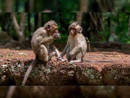 Monkeys on Thai island started using stone tools when Covid stopped tourist inflow: Study