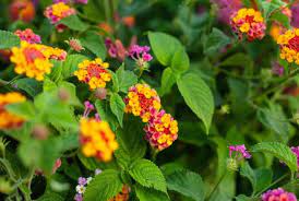 Specie in news: Lantana Camara