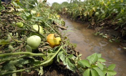 World Soil Day 2023 highlights link between soil and water, increasingly crucial in face of climate crisis