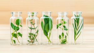 6 Herbs That Can Thrive In Water For Your Indoor Garden 1 6 Herbs That Can Thrive In Water For Your Indoor Garden 1