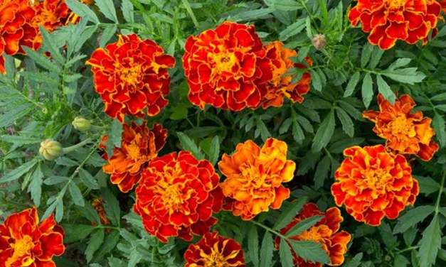 Marigold Winter Care: How To Keep Your Marigold Flowers Thriving
