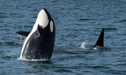 Killer Whales Spotted Near Maharashtra and Karnataka Coasts! What’s Causing These Unusual Visits?