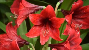 How To Save Your Amaryllis Bulbs For More Gorgeous Blooms Next Season 1 How To Save Your Amaryllis Bulbs For More Gorgeous Blooms Next Season 1