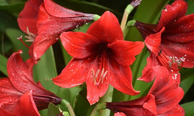 How To Save Your Amaryllis Bulbs For More Gorgeous Blooms Next Season