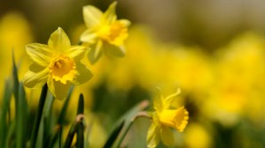 The Fertilizer Mistake That Can Spell Doom For Your Daffodils 1