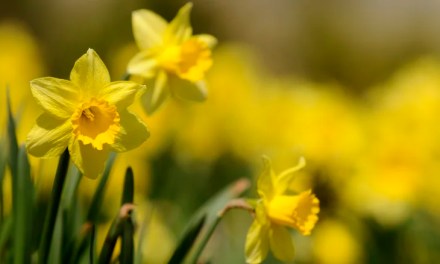 The Fertilizer Mistake That Can Spell Doom For Your Daffodils