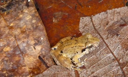 World’s Smallest Fanged Frog Is A Brand-New Species With Surprising Egg-Guarding Behavior