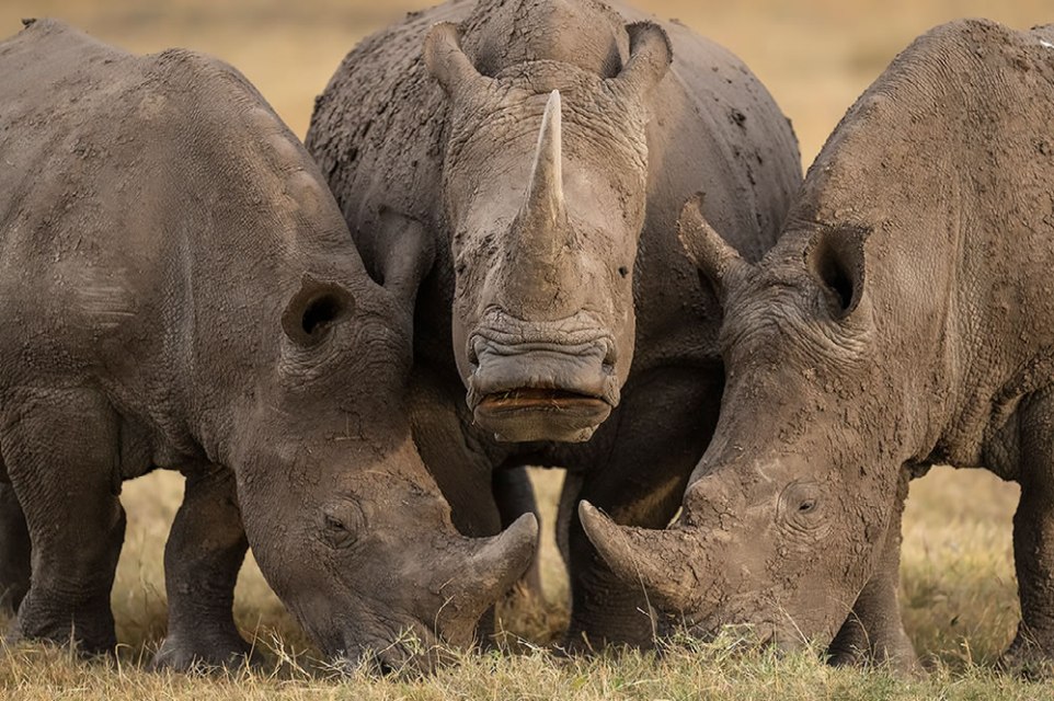 15 Incredible Wildlife Winning Photos From The NBP International Awards 2023